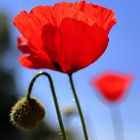 Mohn