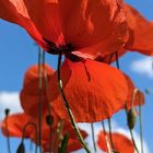 Mohn