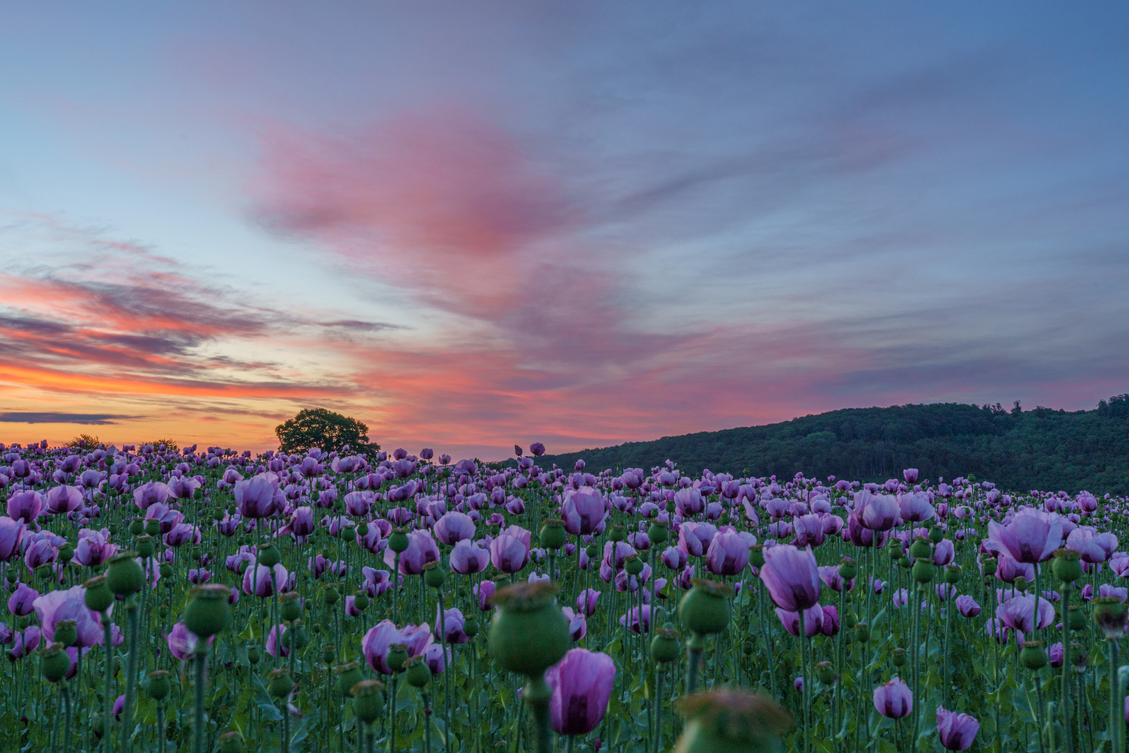 Mohn