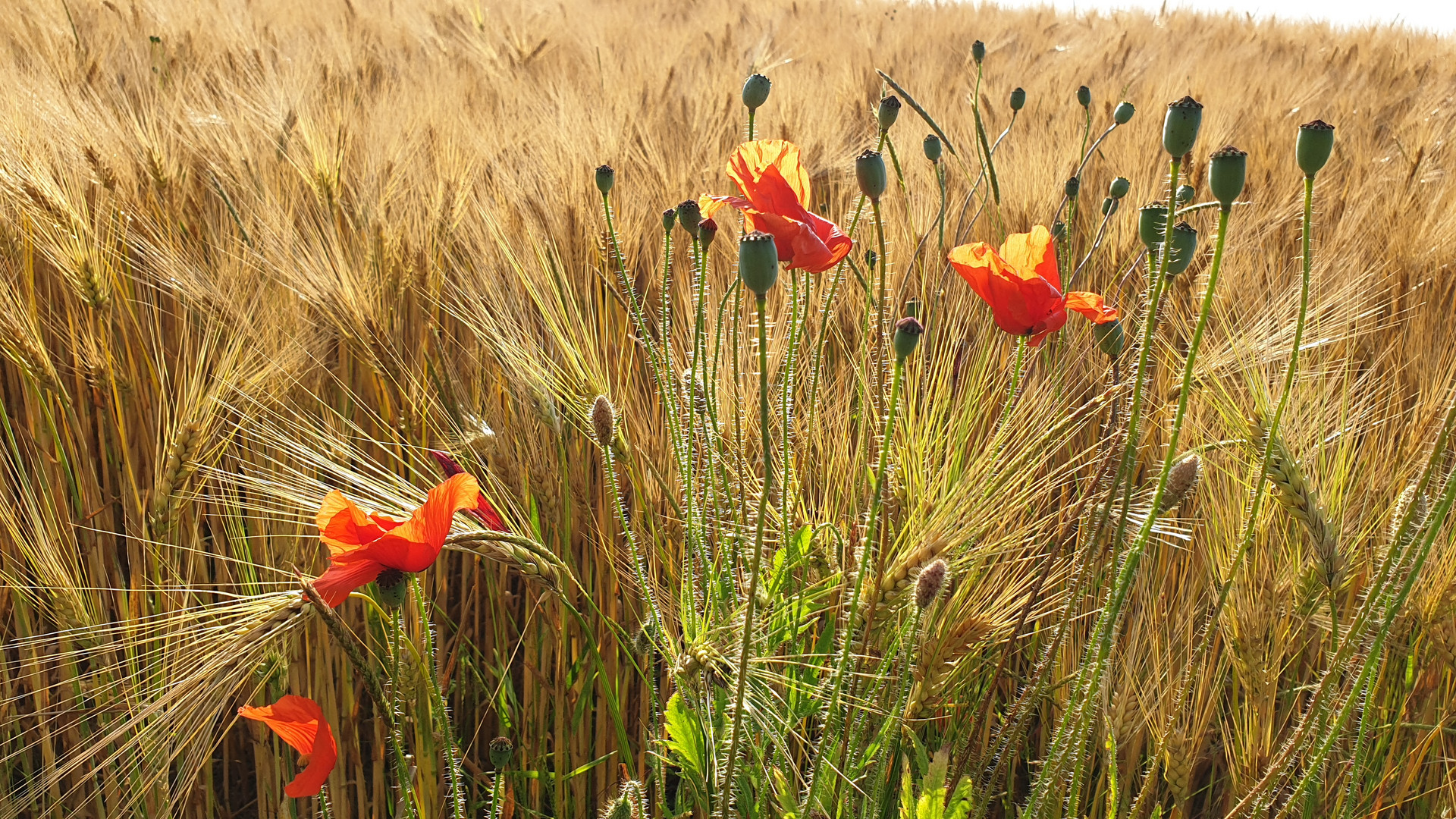 Mohn