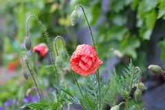 Mohn