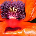 Mohn