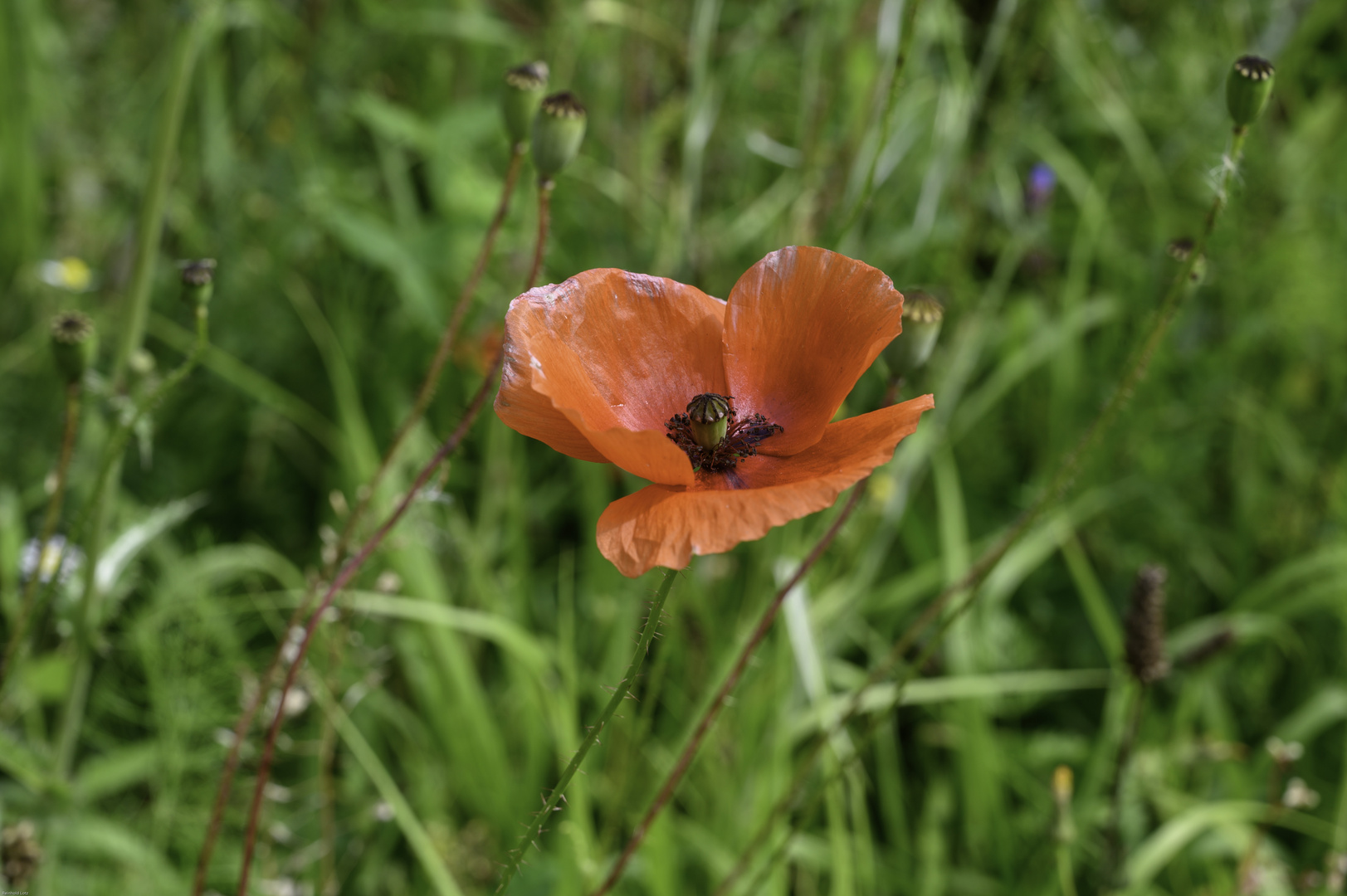 Mohn