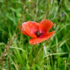 Mohn