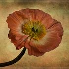 Mohn