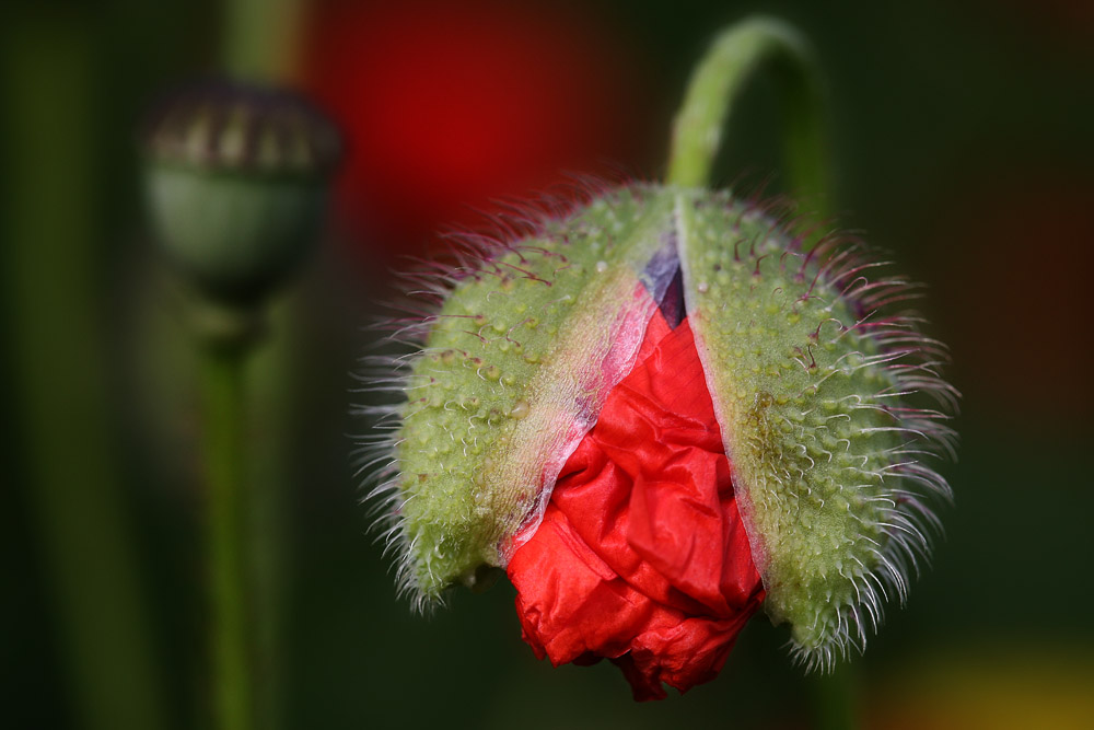 Mohn