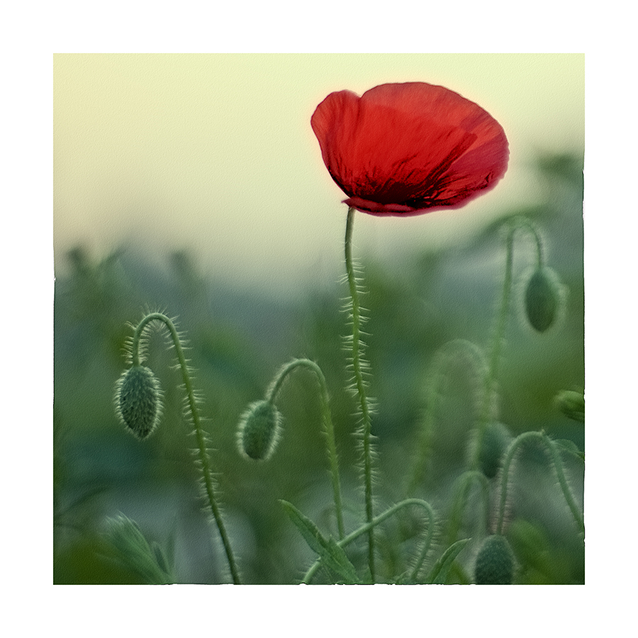 Mohn