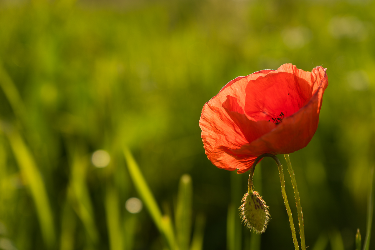 Mohn