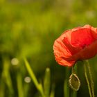 Mohn