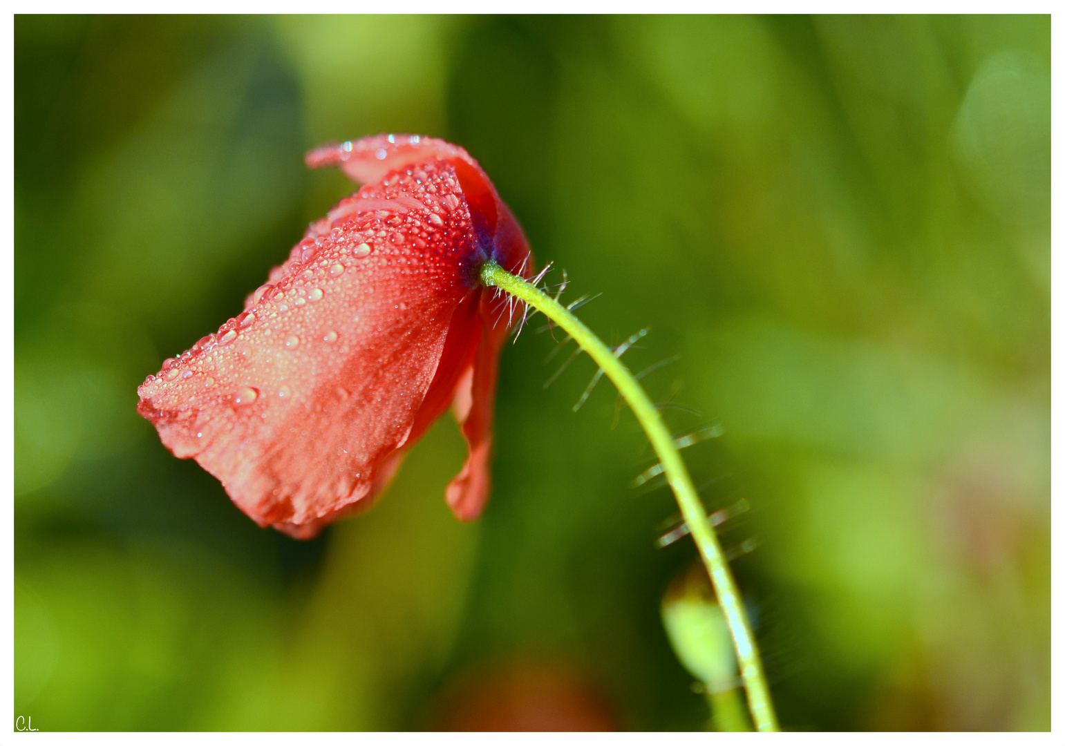 .Mohn.