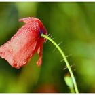 .Mohn.