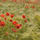 Mohn