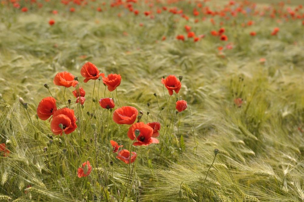 Mohn