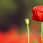 MOHN