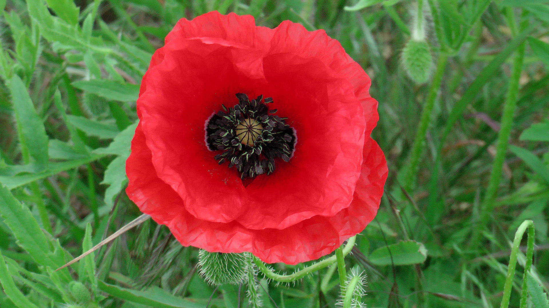 43+ Pflanze Ähnlich Sonnenblume Fruchtstand Wie Mohn, Daneben