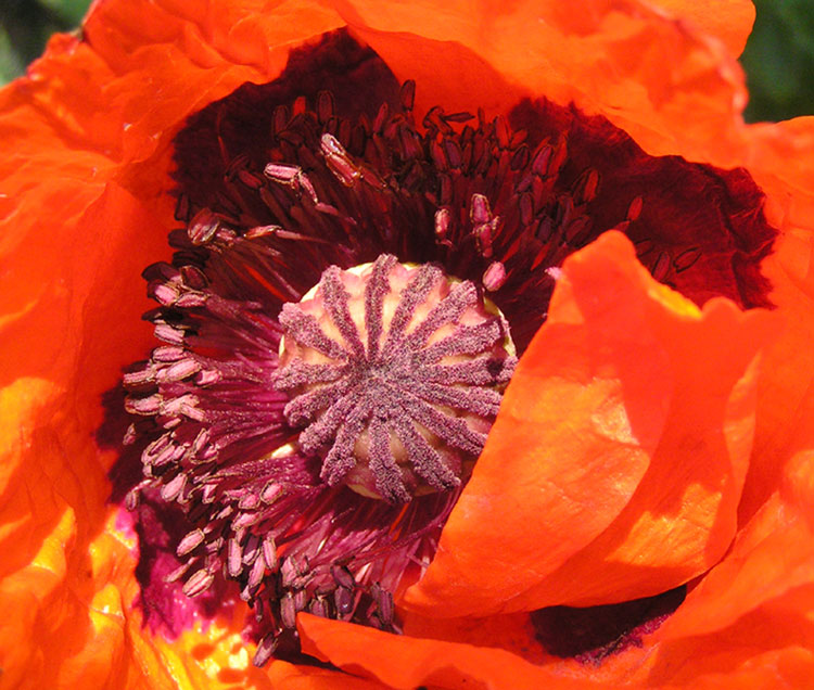 MOHN