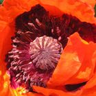 MOHN