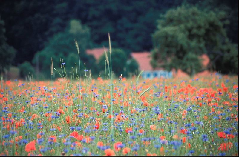 Mohn