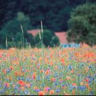 Mohn