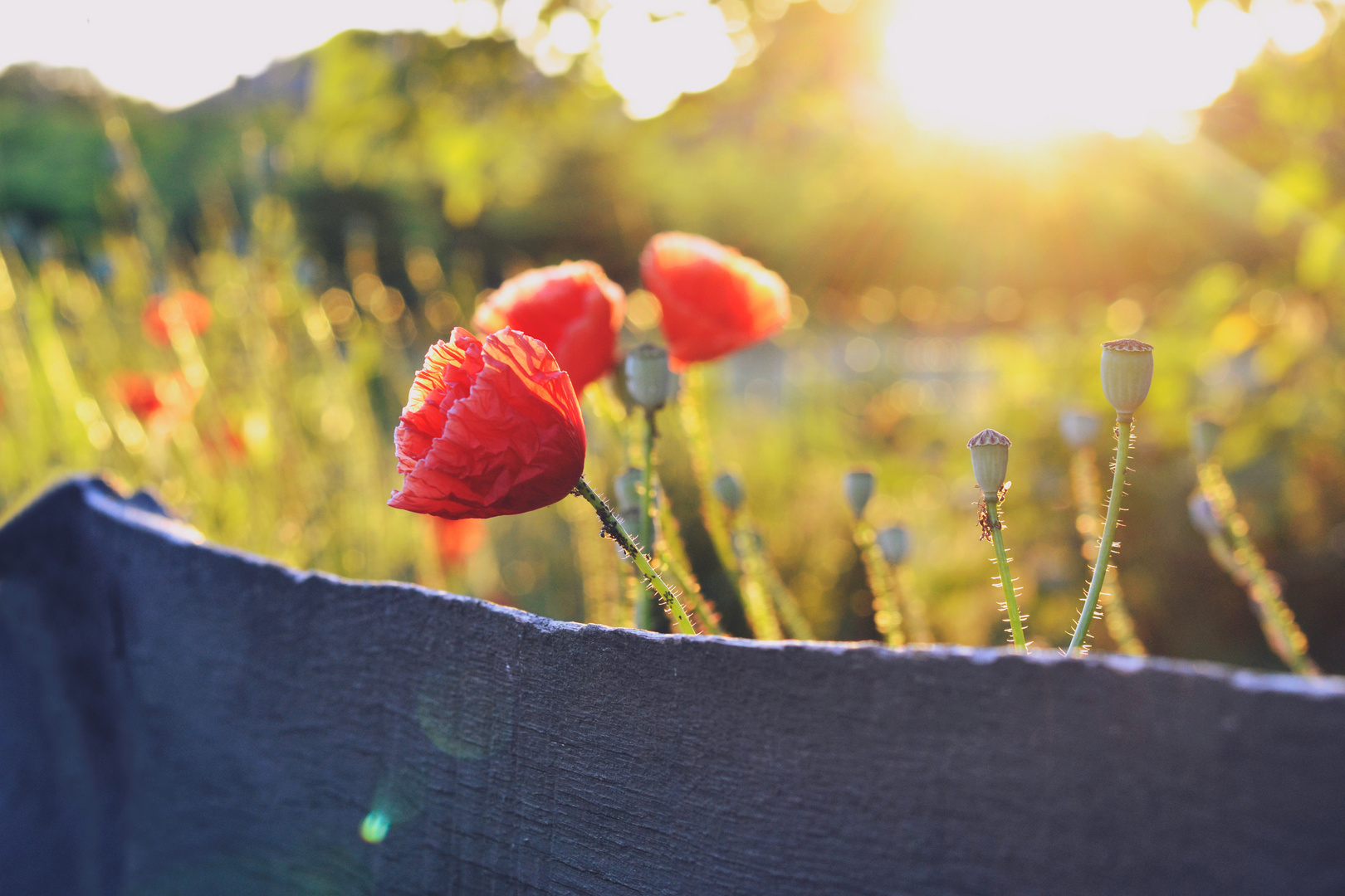 Mohn