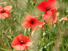 Mohn