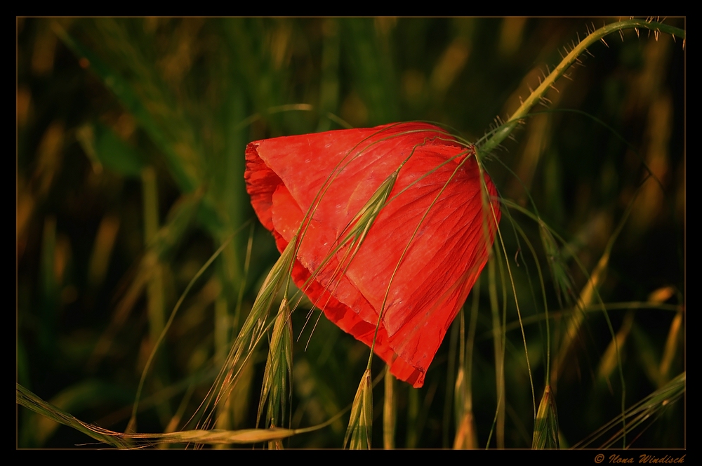 ~ Mohn ~