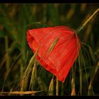 ~ Mohn ~