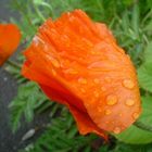 mohn