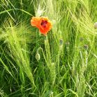 Mohn