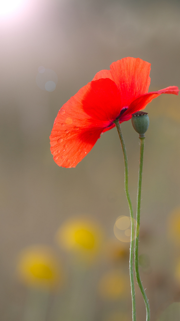 Mohn