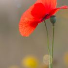 Mohn