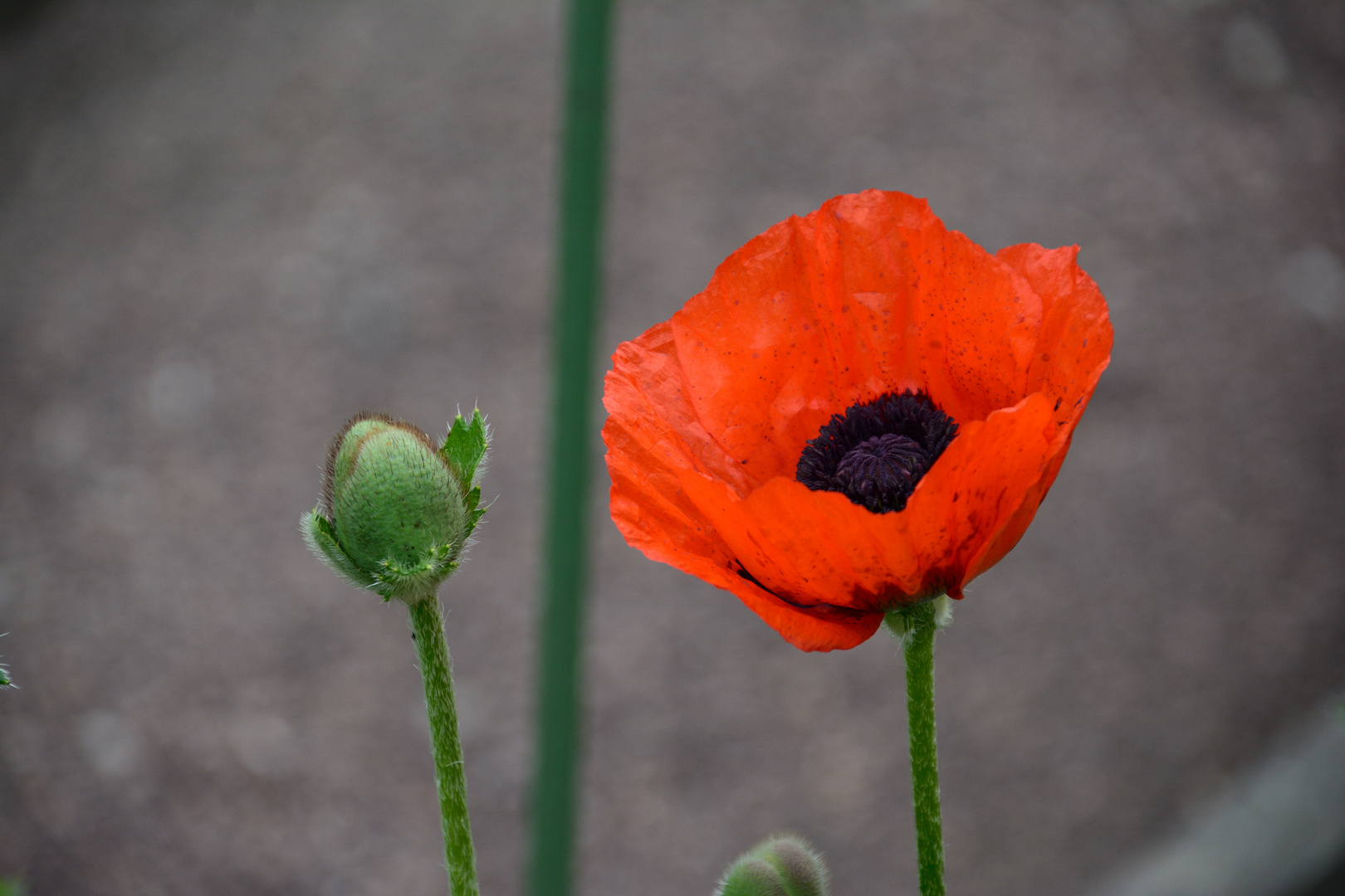 Mohn