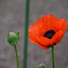 Mohn