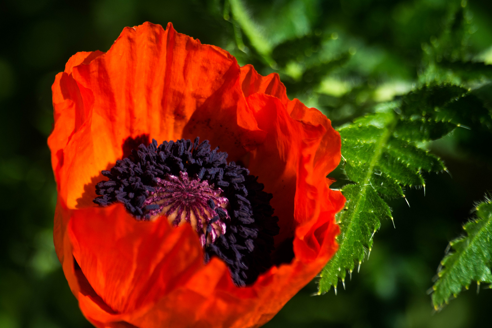 Mohn