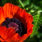 Mohn