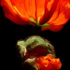 Mohn