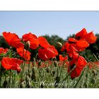 Mohn