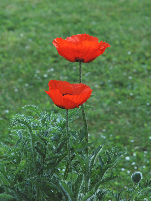 Mohn