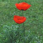 Mohn