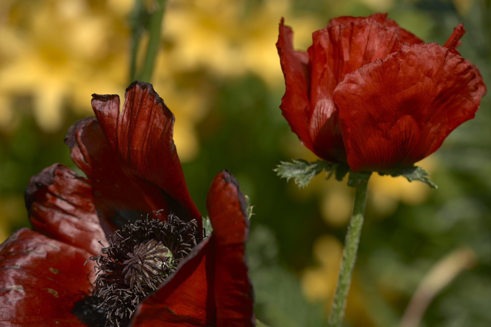 Mohn