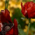 Mohn