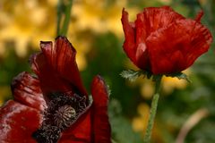 Mohn