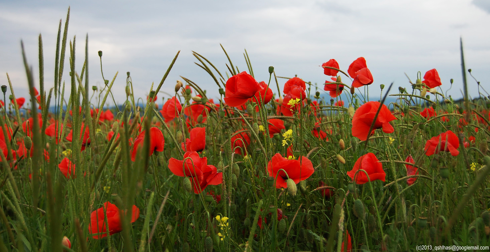 Mohn