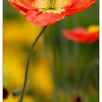 Mohn