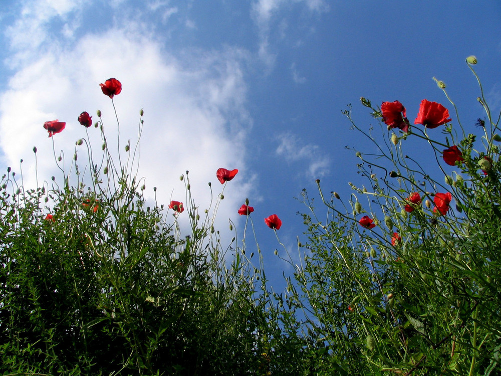 Mohn