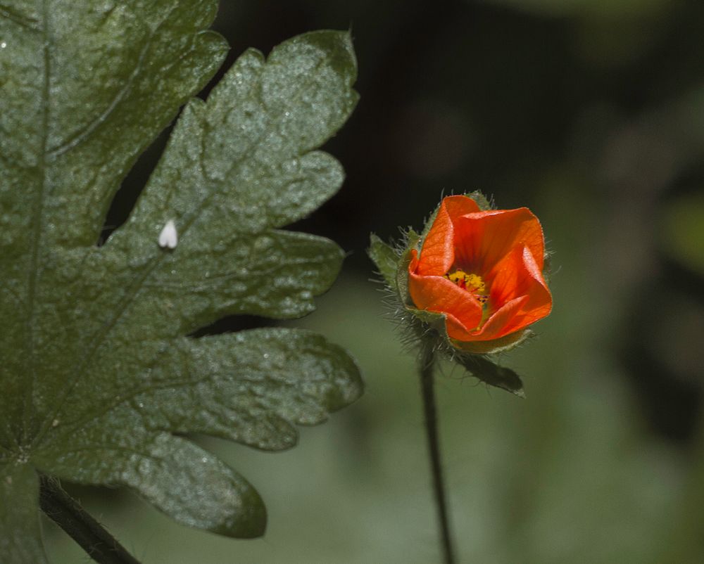 Mohn