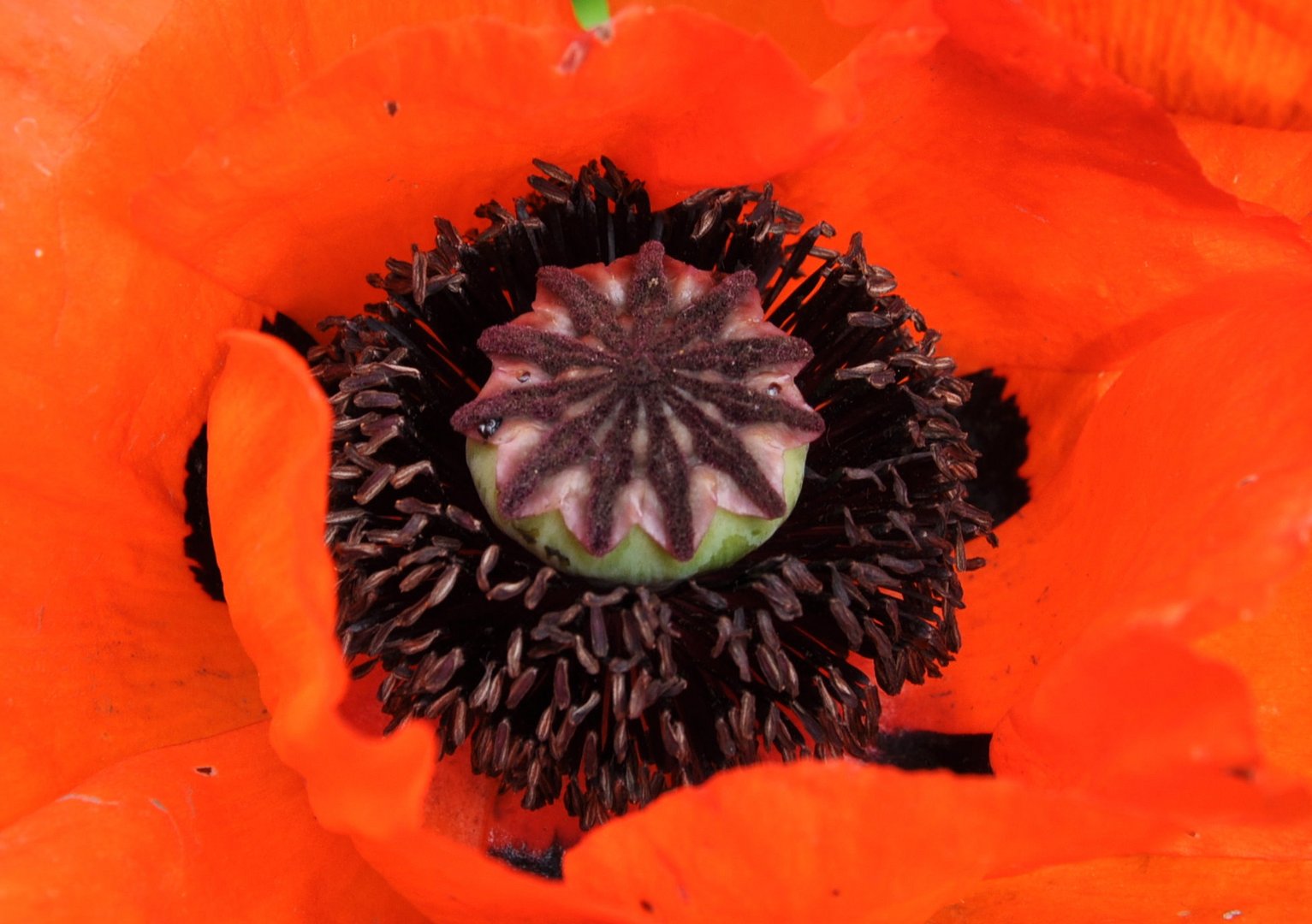 Mohn