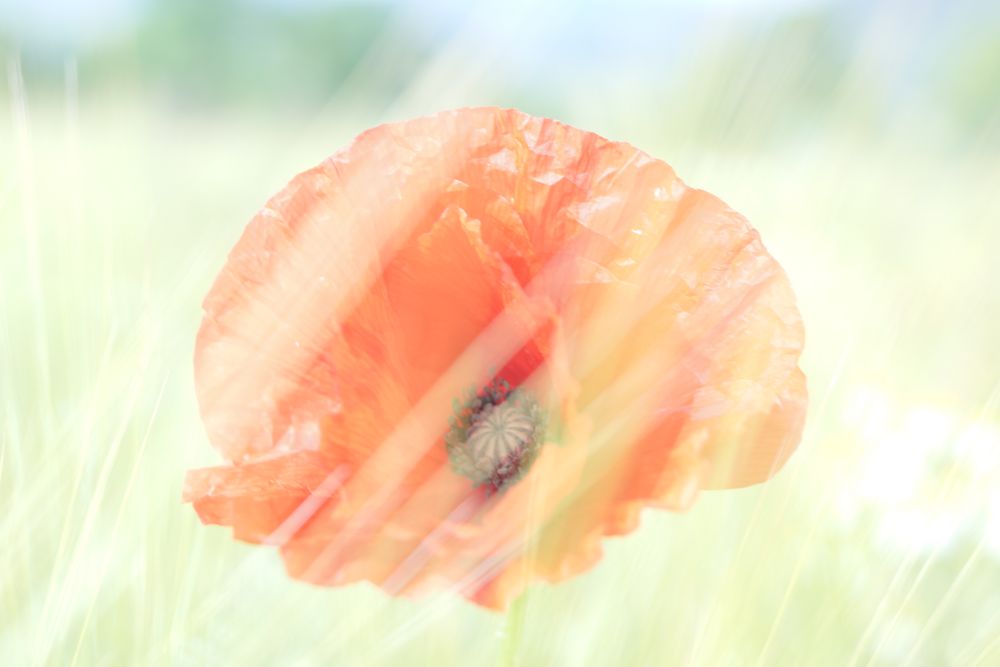 mohn