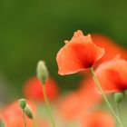 Mohn