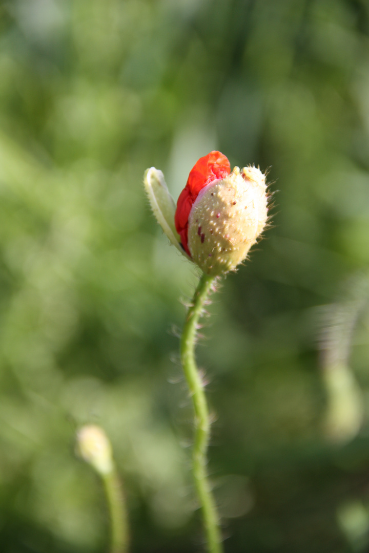 Mohn